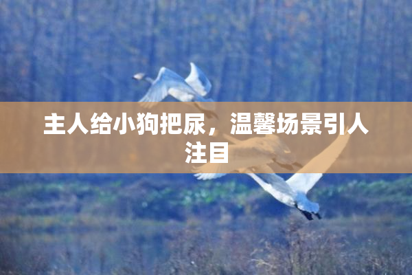 主人给小狗把尿，温馨场景引人注目