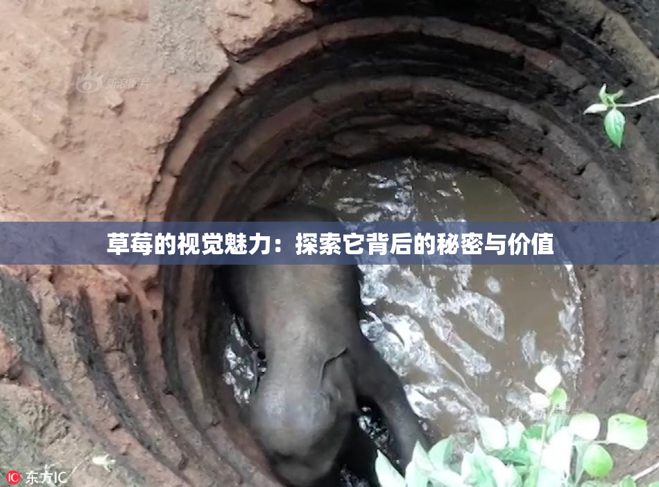 草莓的视觉魅力：探索它背后的秘密与价值