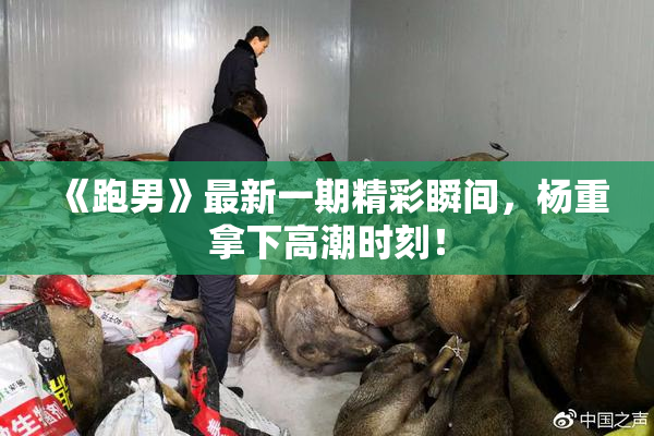 《跑男》最新一期精彩瞬间，杨重拿下高潮时刻！