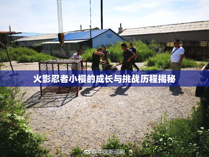 火影忍者小樱的成长与挑战历程揭秘