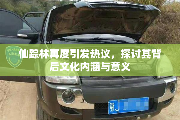 仙踪林再度引发热议，探讨其背后文化内涵与意义