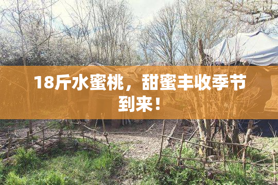 18斤水蜜桃，甜蜜丰收季节到来！
