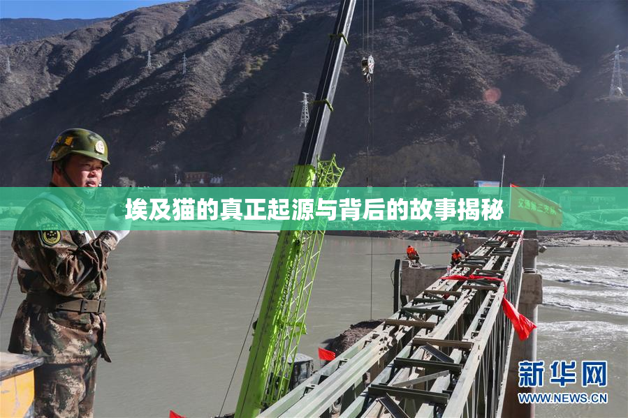 埃及猫的真正起源与背后的故事揭秘