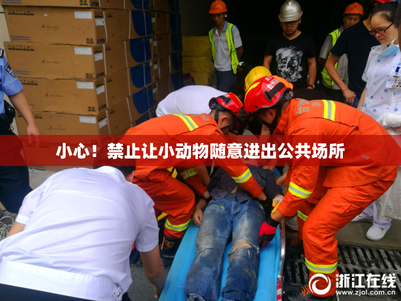 小心！禁止让小动物随意进出公共场所