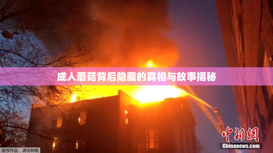 成人蘑菇背后隐藏的真相与故事揭秘