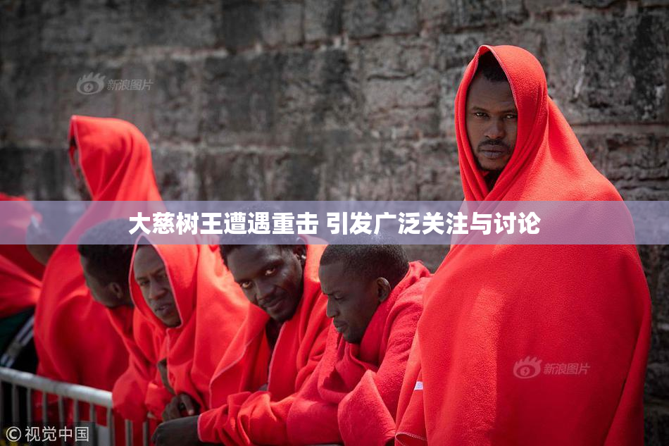 大慈树王遭遇重击 引发广泛关注与讨论