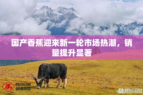 国产香蕉迎来新一轮市场热潮，销量提升显著
