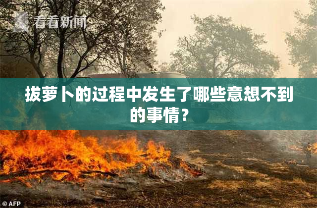 拔萝卜的过程中发生了哪些意想不到的事情？