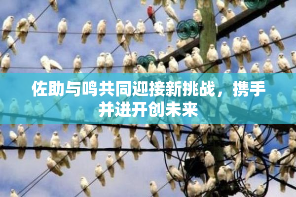 佐助与鸣共同迎接新挑战，携手并进开创未来
