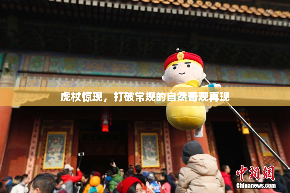 虎杖惊现，打破常规的自然奇观再现