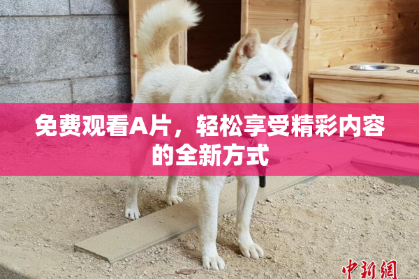免费观看A片，轻松享受精彩内容的全新方式