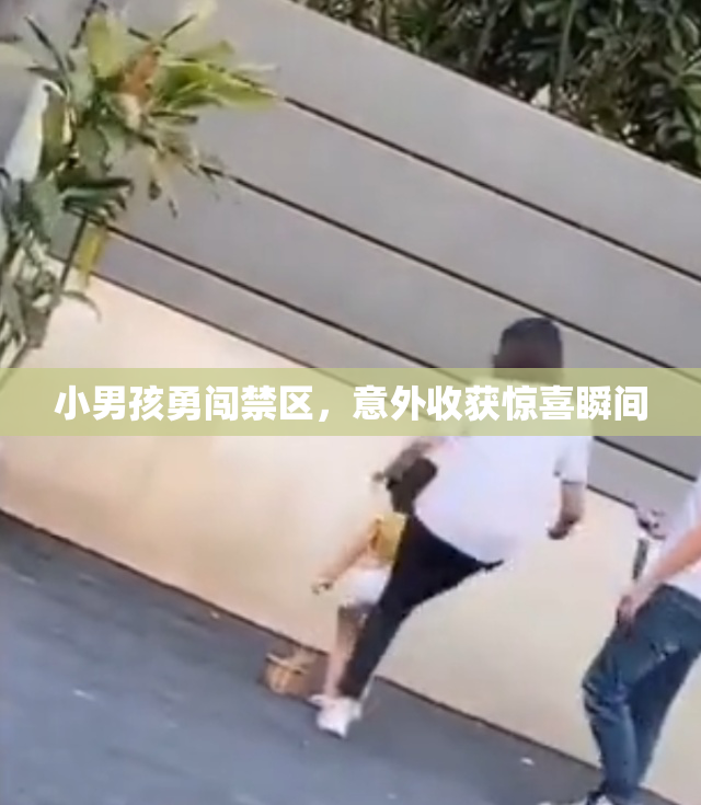 小男孩勇闯禁区，意外收获惊喜瞬间