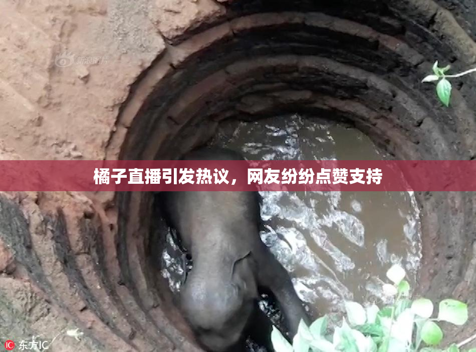 橘子直播引发热议，网友纷纷点赞支持