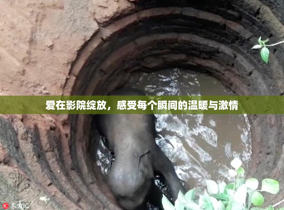 爱在影院绽放，感受每个瞬间的温暖与激情
