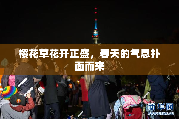 樱花草花开正盛，春天的气息扑面而来