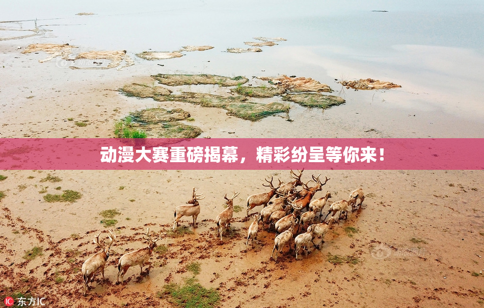 动漫大赛重磅揭幕，精彩纷呈等你来！
