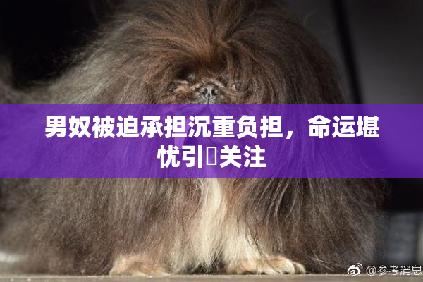 男奴被迫承担沉重负担，命运堪忧引発关注