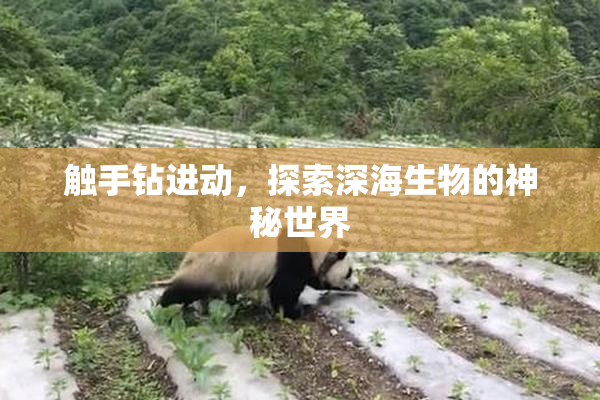 触手钻进动，探索深海生物的神秘世界