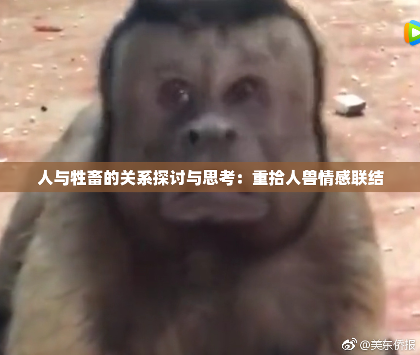 人与牲畜的关系探讨与思考：重拾人兽情感联结