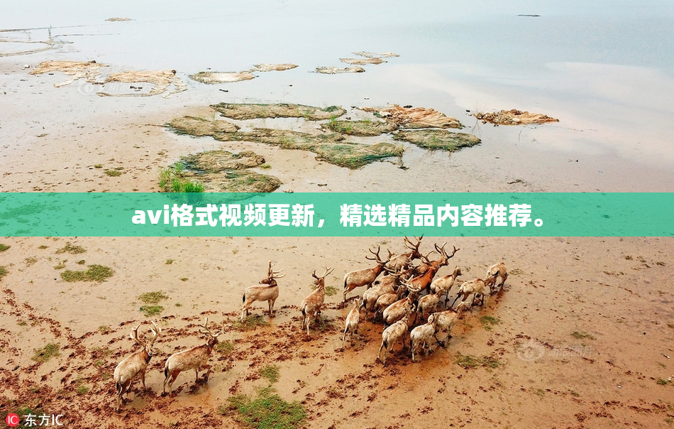 avi格式视频更新，精选精品内容推荐。