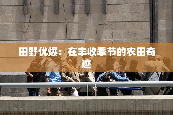 田野优爆：在丰收季节的农田奇迹