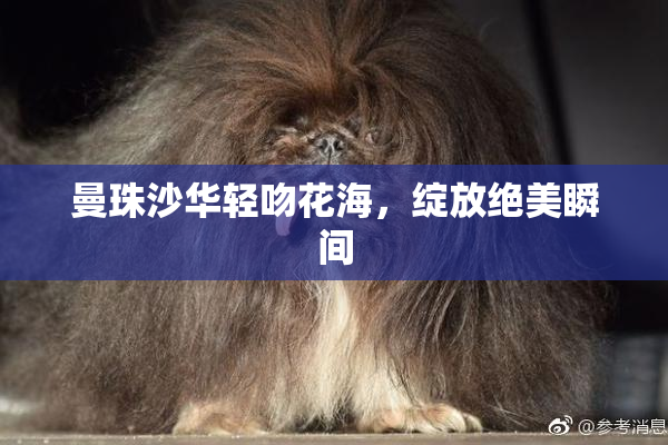曼珠沙华轻吻花海，绽放绝美瞬间