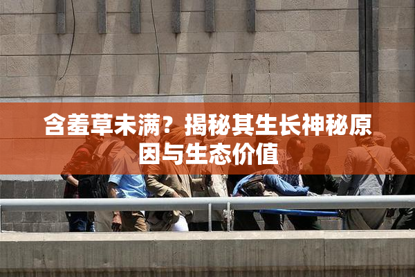 含羞草未满？揭秘其生长神秘原因与生态价值
