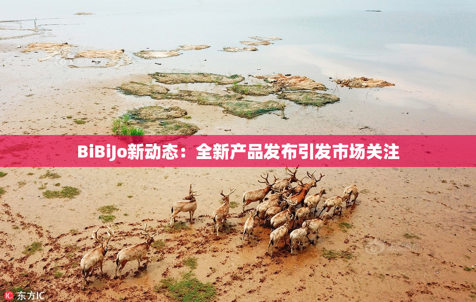 BiBiJo新动态：全新产品发布引发市场关注