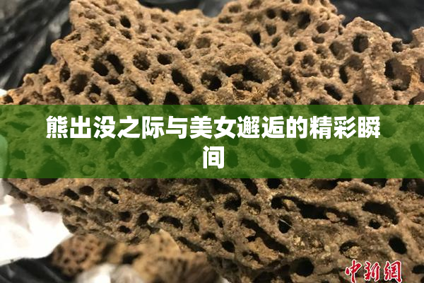 熊出没之际与美女邂逅的精彩瞬间