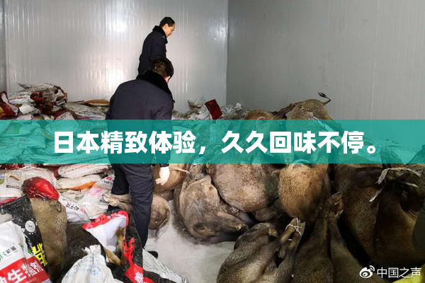 日本精致体验，久久回味不停。