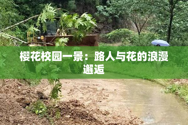 樱花校园一景：路人与花的浪漫邂逅