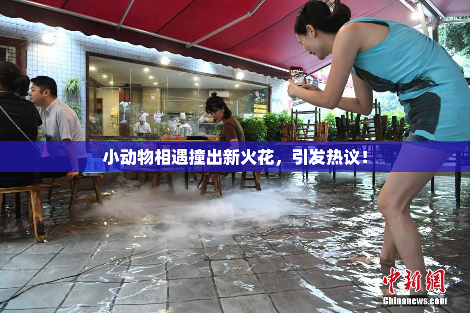 小动物相遇撞出新火花，引发热议！