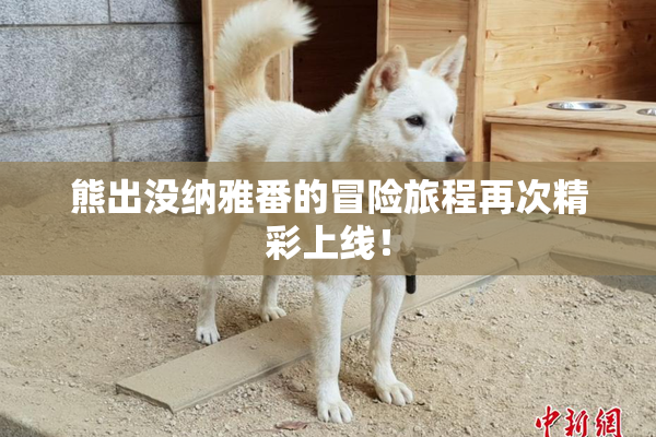 熊出没纳雅番的冒险旅程再次精彩上线！