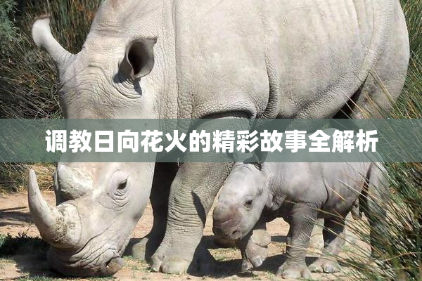 调教日向花火的精彩故事全解析