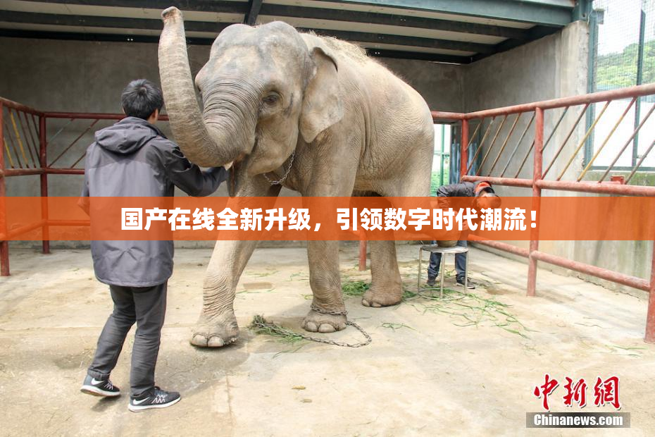 国产在线全新升级，引领数字时代潮流！