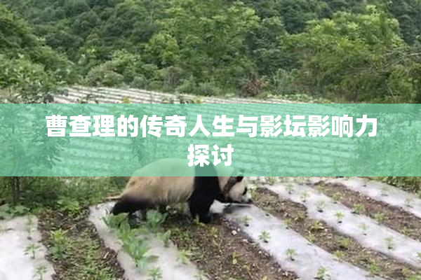 曹查理的传奇人生与影坛影响力探讨