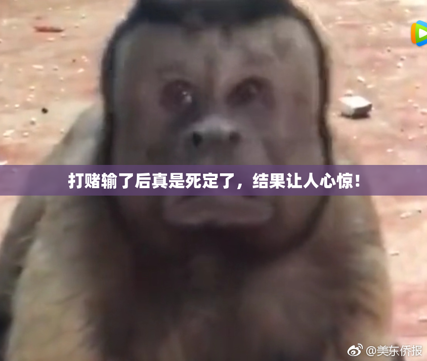 打赌输了后真是死定了，结果让人心惊！