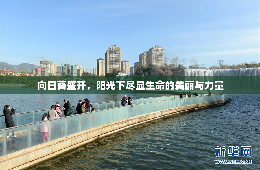 向日葵盛开，阳光下尽显生命的美丽与力量