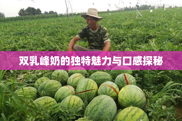 双乳峰奶的独特魅力与口感探秘