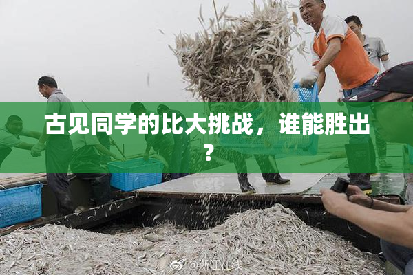 古见同学的比大挑战，谁能胜出？