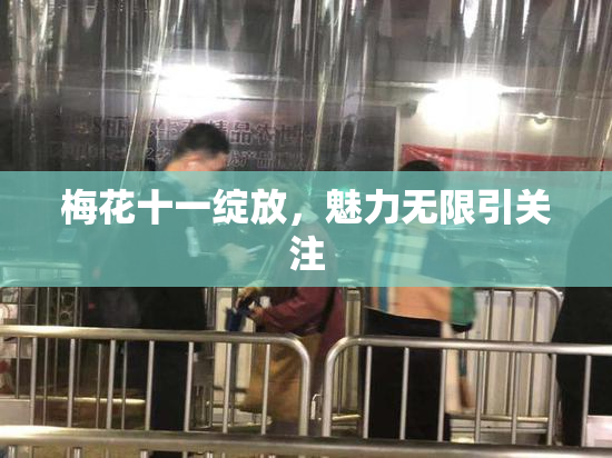 梅花十一绽放，魅力无限引关注