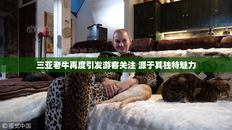 三亚老牛再度引发游客关注 源于其独特魅力