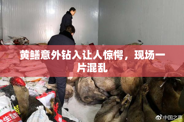 黄鳝意外钻入让人惊愕，现场一片混乱