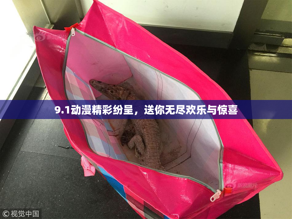 9.1动漫精彩纷呈，送你无尽欢乐与惊喜