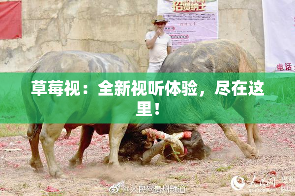草莓视：全新视听体验，尽在这里！