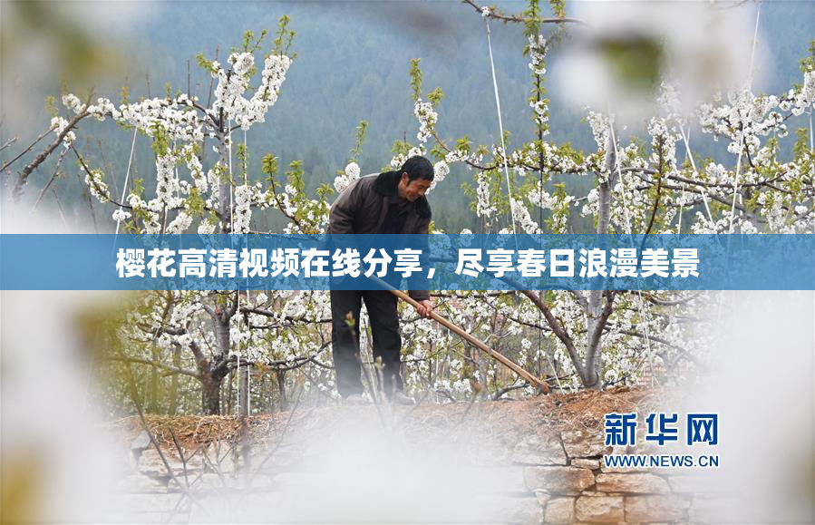 樱花高清视频在线分享，尽享春日浪漫美景