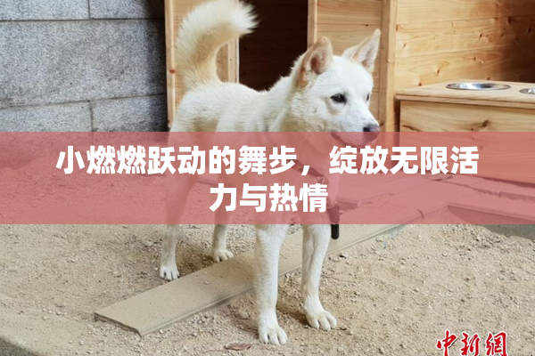 小燃燃跃动的舞步，绽放无限活力与热情