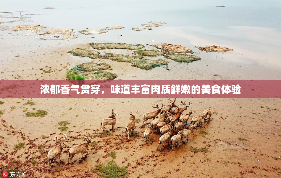 浓郁香气贯穿，味道丰富肉质鲜嫩的美食体验