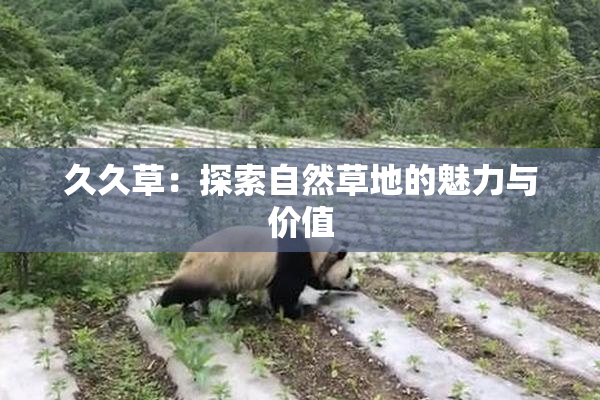 久久草：探索自然草地的魅力与价值