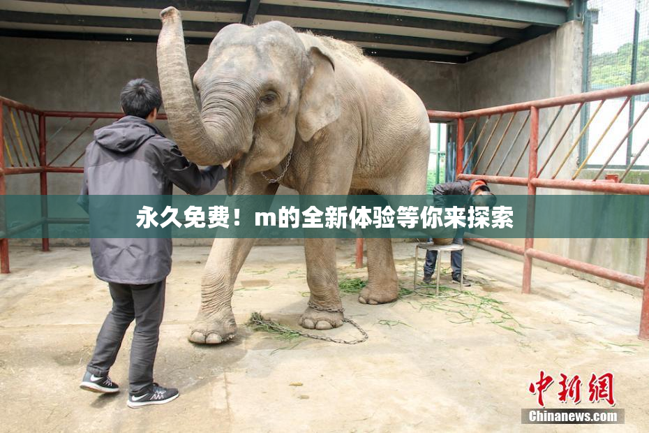 永久免费！m的全新体验等你来探索
